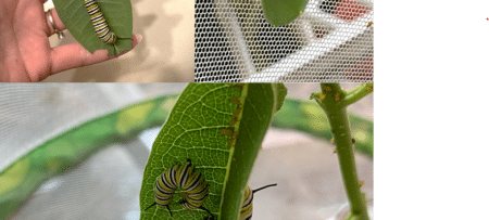 Collage of monarch caterpillars and chrysalis